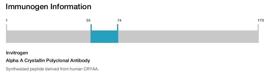 Alpha A Crystallin Polyclonal Antibody