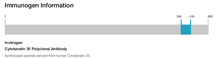 Cytokeratin 35 Polyclonal Antibody
