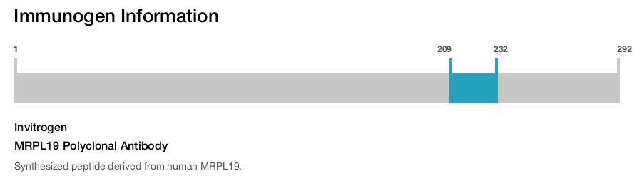 MRPL19 Polyclonal Antibody