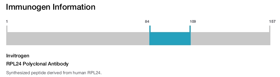 RPL24 Polyclonal Antibody