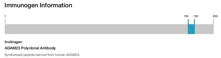 ADAM23 Polyclonal Antibody