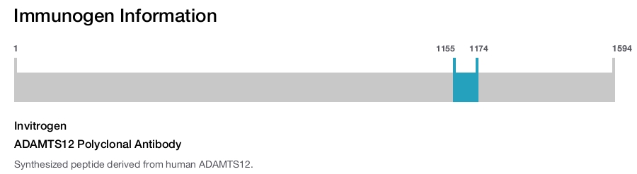 ADAMTS12 Polyclonal Antibody