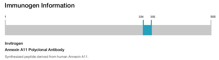 Annexin A11 Polyclonal Antibody