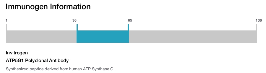 ATP5G1 Polyclonal Antibody
