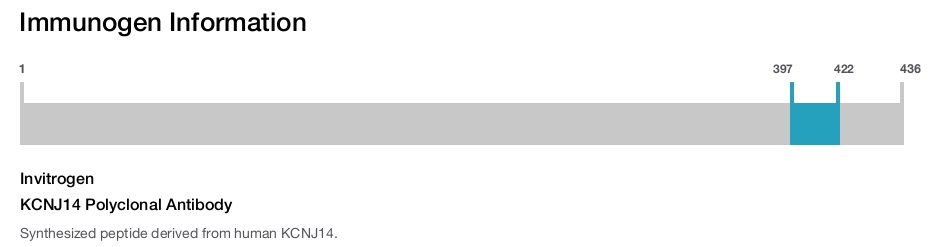 KCNJ14 Polyclonal Antibody