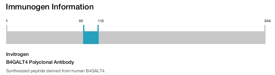 B4GALT4 Polyclonal Antibody