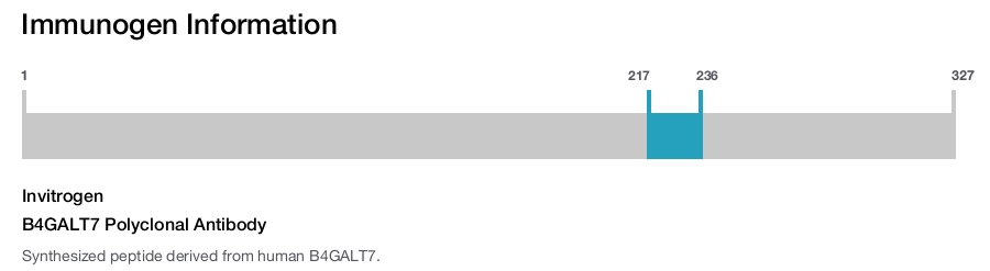 B4GALT7 Polyclonal Antibody