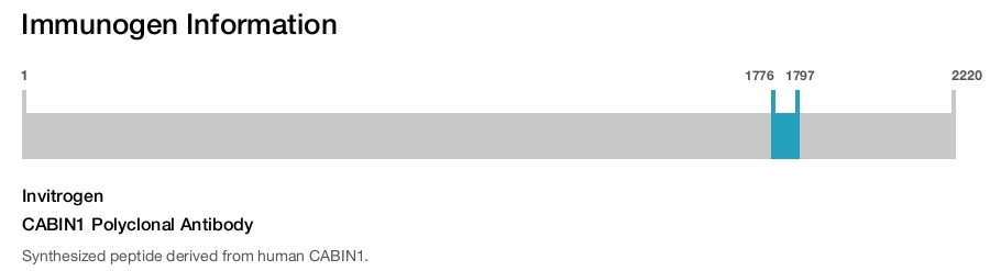 CABIN1 Polyclonal Antibody