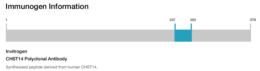 CHST14 Polyclonal Antibody