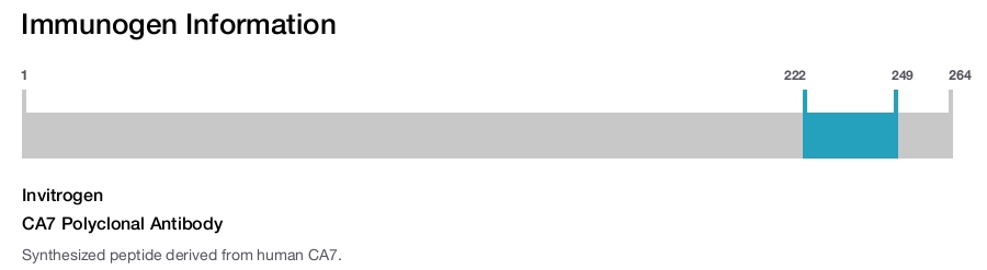 CA7 Polyclonal Antibody