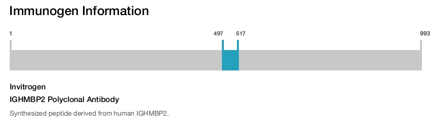 IGHMBP2 Polyclonal Antibody