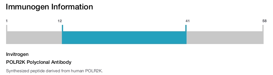 POLR2K Polyclonal Antibody