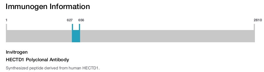 HECTD1 Polyclonal Antibody