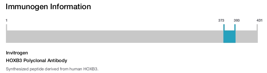 HOXB3 Polyclonal Antibody