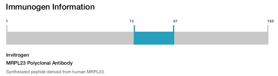 MRPL23 Polyclonal Antibody