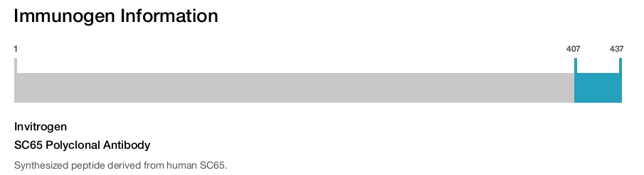 SC65 Polyclonal Antibody