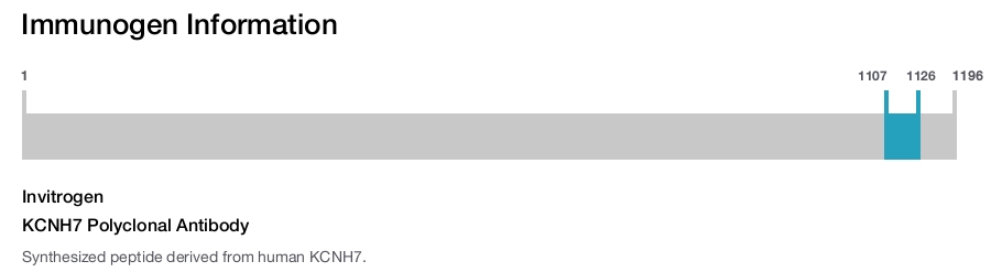 KCNH7 Polyclonal Antibody