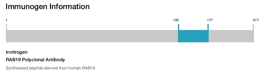 RAB19 Polyclonal Antibody