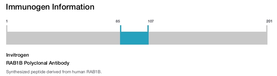 RAB1B Polyclonal Antibody
