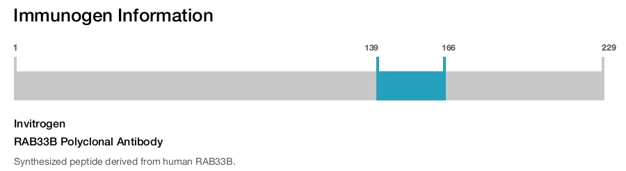 RAB33B Polyclonal Antibody