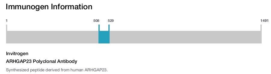 ARHGAP23 Polyclonal Antibody