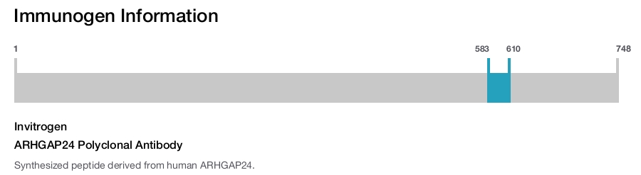 ARHGAP24 Polyclonal Antibody