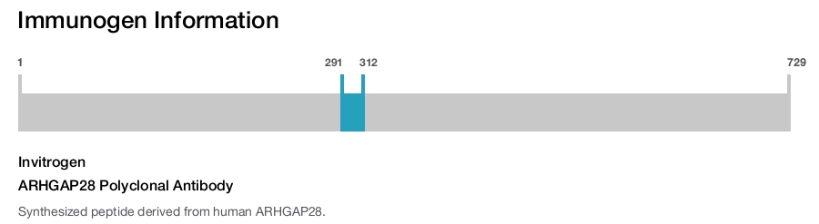ARHGAP28 Polyclonal Antibody