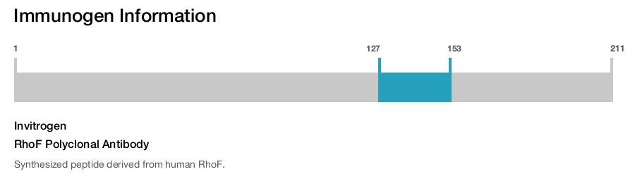 RhoF Polyclonal Antibody