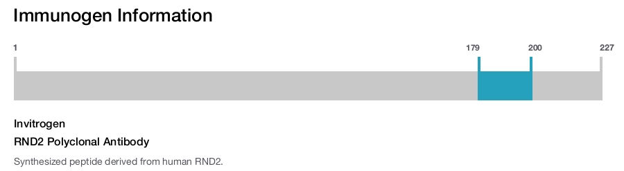 RND2 Polyclonal Antibody