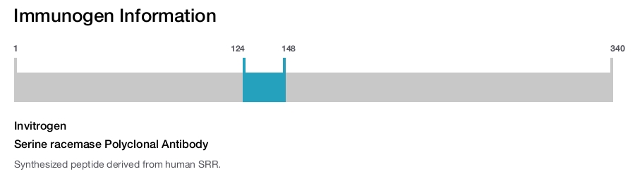 Serine racemase Polyclonal Antibody