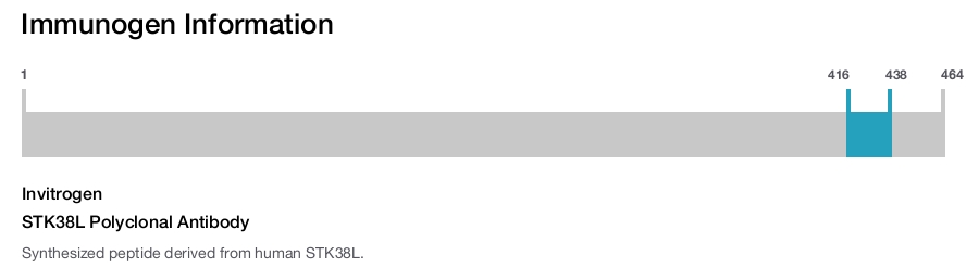 STK38L Polyclonal Antibody