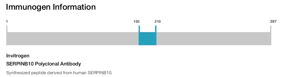 SERPINB10 Polyclonal Antibody