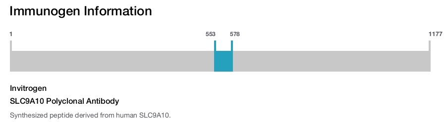 SLC9A10 Polyclonal Antibody