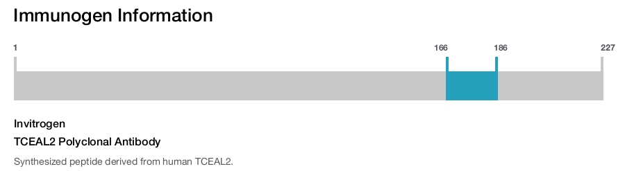 TCEAL2 Polyclonal Antibody