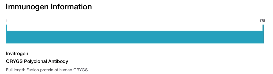 CRYGS Polyclonal Antibody