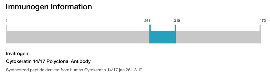 Cytokeratin 14/17 Polyclonal Antibody
