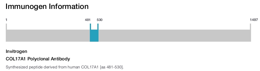 COL17A1 Polyclonal Antibody