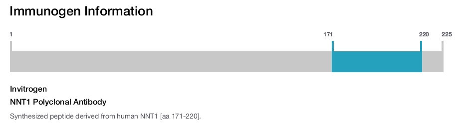 NNT1 Polyclonal Antibody