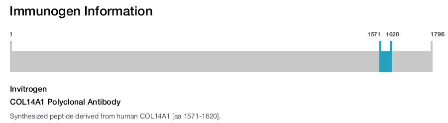 COL14A1 Polyclonal Antibody
