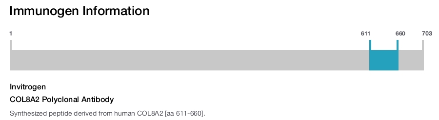 COL8A2 Polyclonal Antibody
