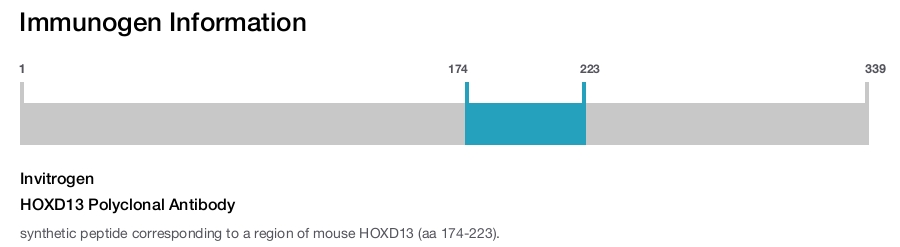 HOXD13 Polyclonal Antibody