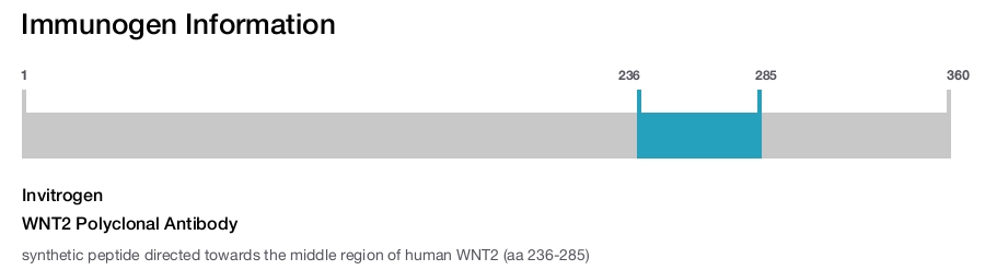 WNT2 Polyclonal Antibody