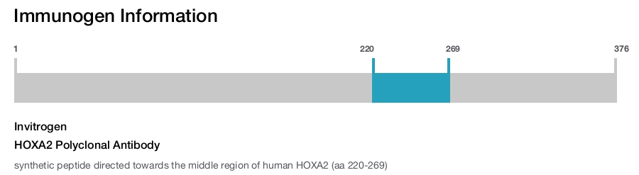 HOXA2 Polyclonal Antibody