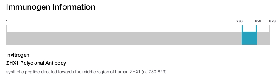 ZHX1 Polyclonal Antibody