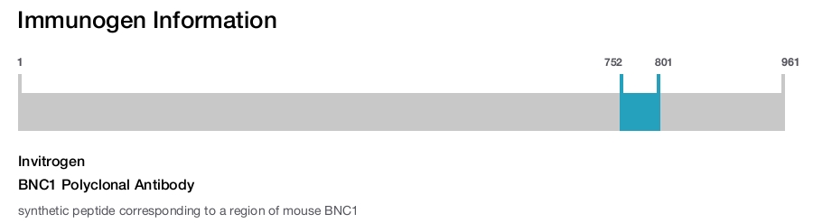 BNC1 Polyclonal Antibody
