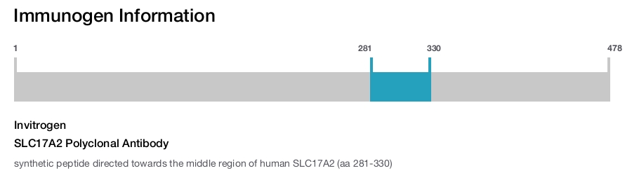 SLC17A2 Polyclonal Antibody