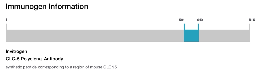 CLC-5 Polyclonal Antibody