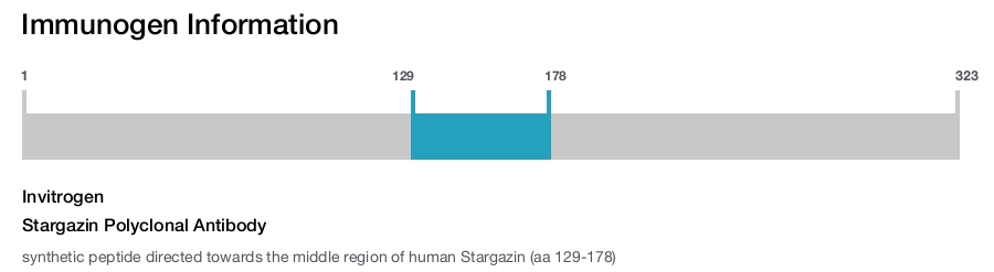 Stargazin Polyclonal Antibody