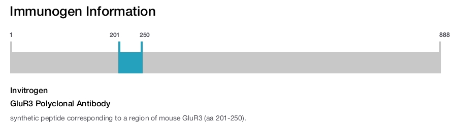 GluR3 Polyclonal Antibody