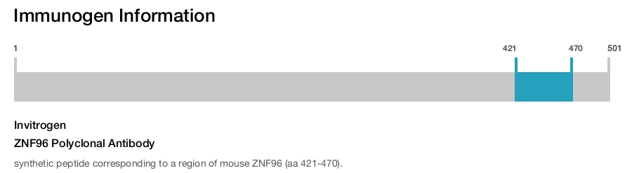 ZNF96 Polyclonal Antibody